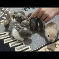 خرگوش