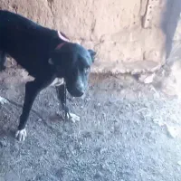 ماده فروشی گلگی درشت