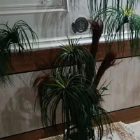 دوتا درختچه