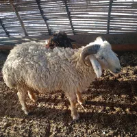 بره|حیوانات مزرعه|فاریاب, |دیوار