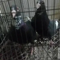 نرماده پلنگ همه چی تموم