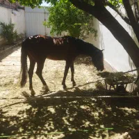 اسب