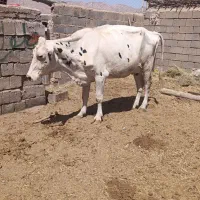گاو ماده فروشی با گوساله
