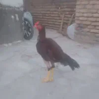 خروس لاری قوی