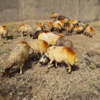 ۲۴راس شک ۳ماه ابستن جفتی۶۴ملیون فقط تماس