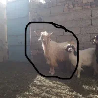 پاچن|حیوانات مزرعه|سراوان, |دیوار