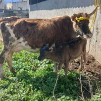 گاو با گوساله ماده