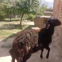 بره نر قزل برای داشت جنس عالی