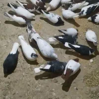 کبوتر رنگی