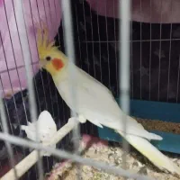 عروس هلندی نر