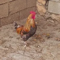 جوجه محلی
