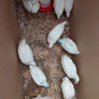 جوجه رنکی ۲ ماه