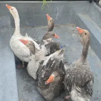 غاز و قوقاز اردک