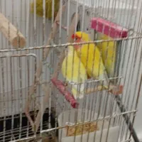 پرنده کوتوله