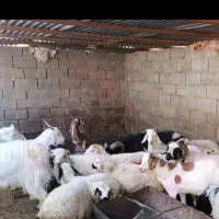 کره و بره رگایی