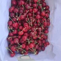 گیلاس فرانسوی