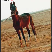 اسب نریان ترکمن کورسی