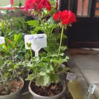 حسن یوسف ۳ تا۱۰۰ شمعدونی  بگونیا