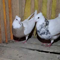 طوقی|پرنده|کوهرنگ, |دیوار