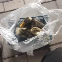 فروش‌‌دوعددمرغابی