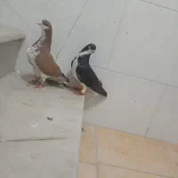 چپ سرخ گل دار