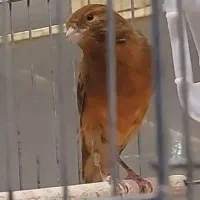 فروش جوجه قناری سرخ ذات عالی