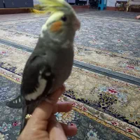 عروس  هلندی