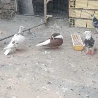 کبوتر رنگی دورگ نر
