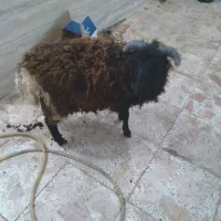 گوسفندنر
