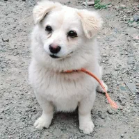 فروش سگ پاکوتاه