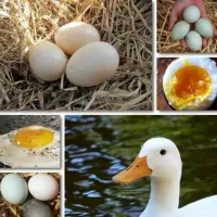 تخم تازه تولیدروز خوراکی ونطفه دار غاز،اردک،مرغابی