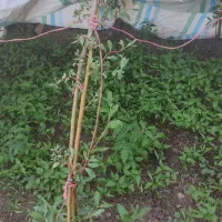 شتل گوجه فرنگی وفلفل
