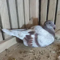 جوجه پلنگ لایی باختی