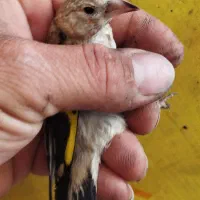 جوجه سهره نر سیبیل زده بیخ چنگ کلفت