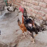 مرغ وخروسلاری افغان