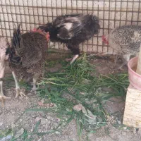 مرغ تخمگذار
