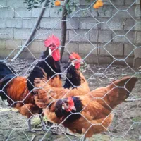 فروش ویژه تخم نطفه دار  ورورک آلمانی