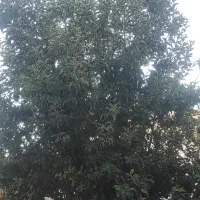 باغ صحرای شریف آباد