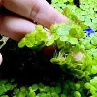 گیاه آکواریومی عدسی رو آبی.خزه کریسمس