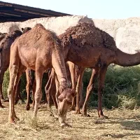 شتر.بلبون