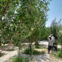 فروش باغشهری