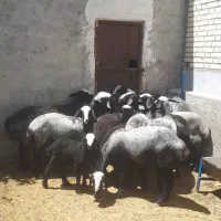 گوسفند زنده نژاد اصیل شال