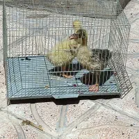 جوجه قوقاز