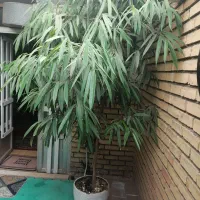 درخت آمستل 3 متری