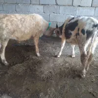 گوساله