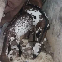 کهره پاکستا نر
