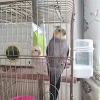 3عروس هلندی