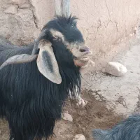 نربز یاساورین