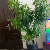 درختچه با دوام اپارتمانی