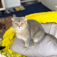 گربه ماده مولد